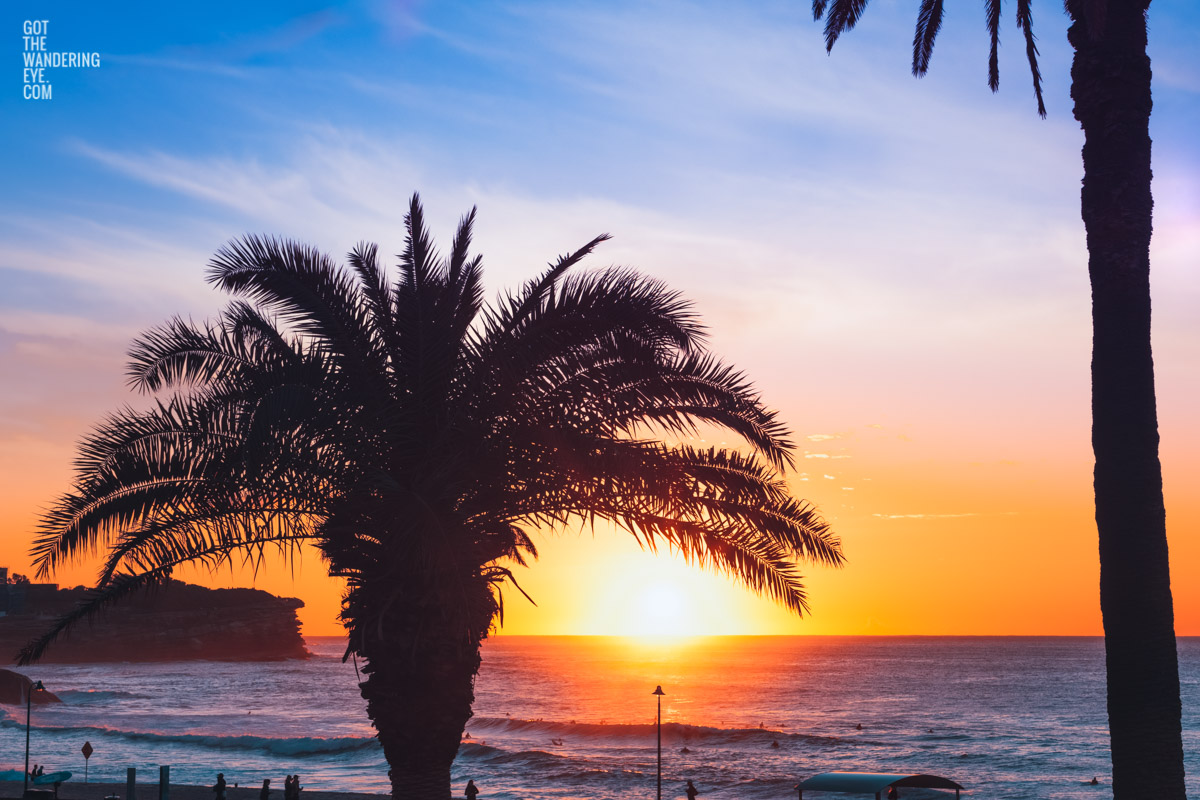 Sunrise at Bronte Beach with silhouette of palm tree