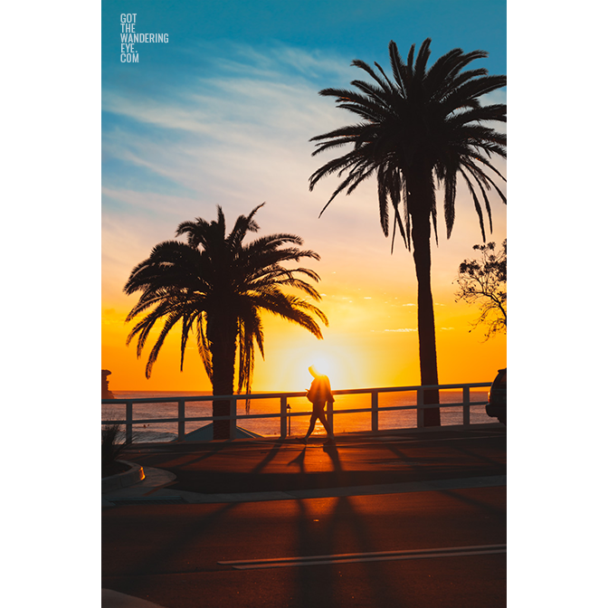 Swimmer walking past a stunning sunrise in between palm trees during sunrise at bronte beach. Sunrise, silhouette, summer