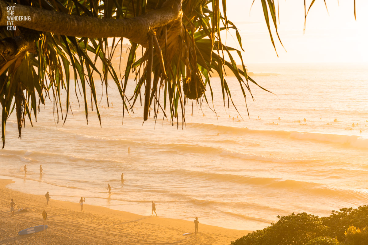 Swimmers and surfers smothered in a tropical golden hazy sunrise in Sydney. At world famous Bondi Beach.