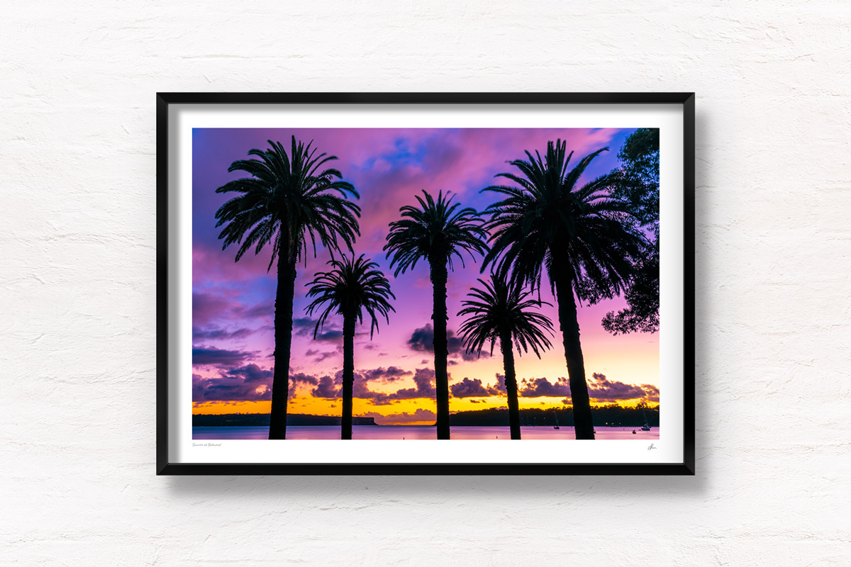 Sunrise at Balmoral Beach. Magical cloudy purple sky summer sunrise over the headland creating a palm tree silhouettes.