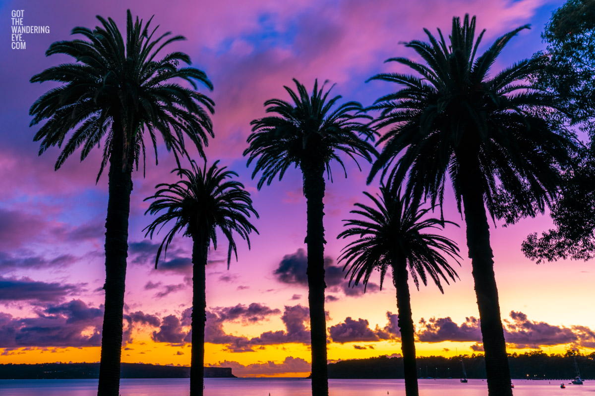 Sunrise at Balmoral Beach. Magical cloudy purple sky summer sunrise over the headland creating a palm tree silhouettes.