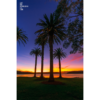 Tropical coloured sunrise at Balmoral Peach palm trees.