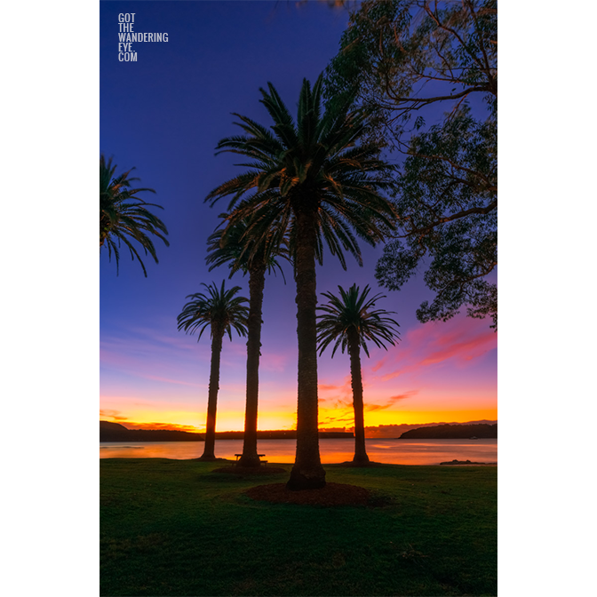 Tropical coloured sunrise at Balmoral Peach palm trees.