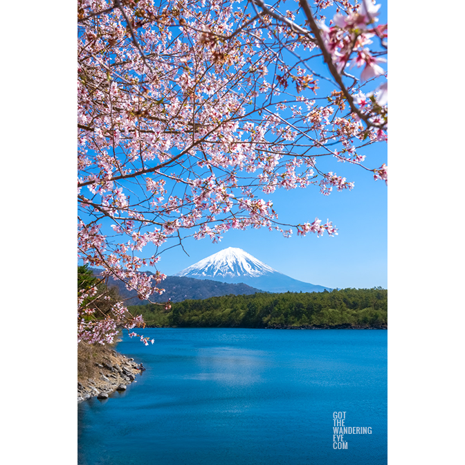 Mount Fuji Cherry Blossom views on a sunny day from one of the Fuji Five Lakes, Lake Saiko.