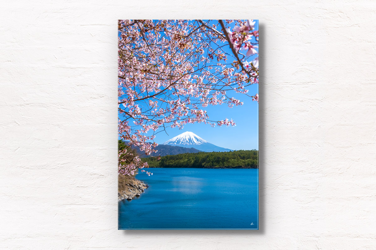 Mount Fuji Cherry Blossom views on a sunny day from one of the Fuji Five Lakes, Lake Saiko. Framed art photography, wall art prints by Allan Chan.