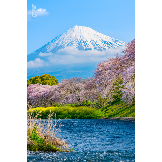 Mount Fuji Riverside Sakura. Urui River during Cherry Blossom season. Flowing river with Mt Fuji Scenery in Japan.