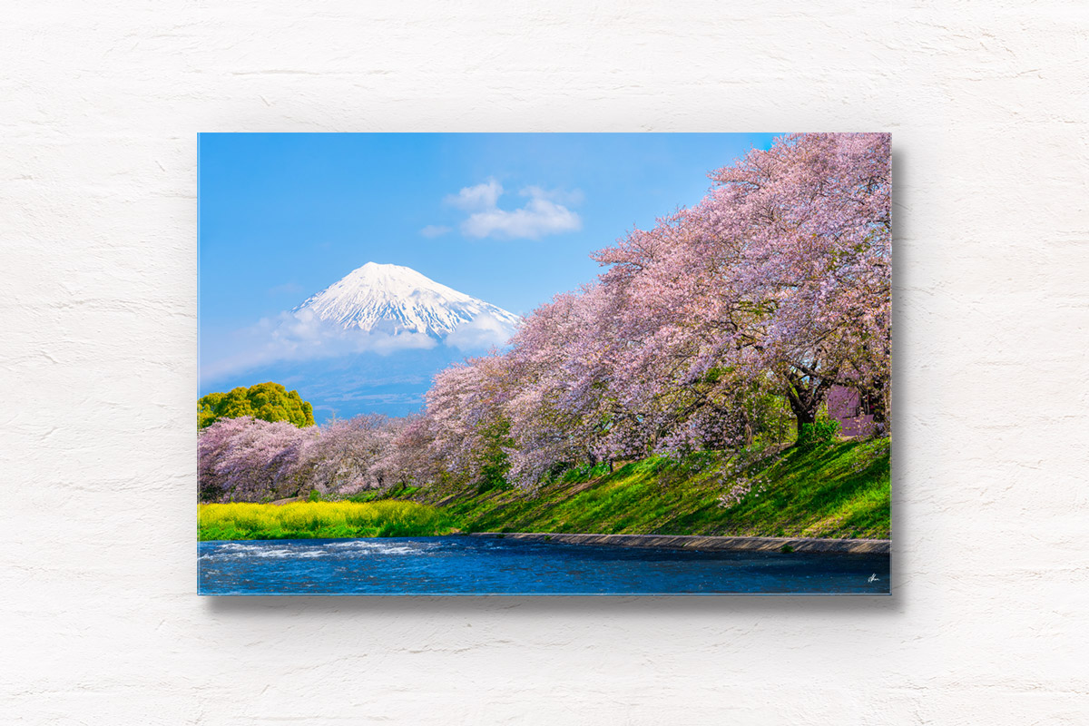 Urui River Cherry Blossom. Flowing river with Mt Fuji Scenery during springtime cherry blossom season in Japan. Framed art photography, wall art prints by Allan Chan.