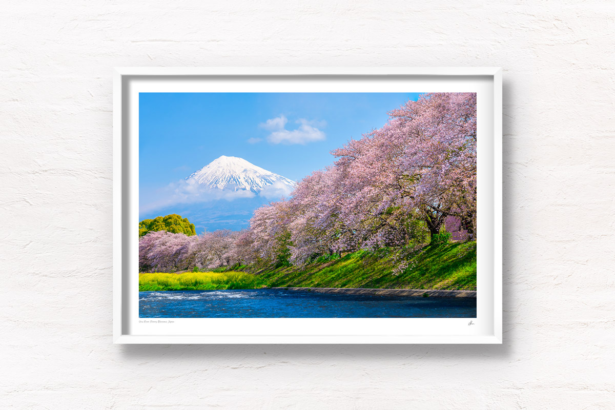 Urui River Cherry Blossom. Flowing river with Mt Fuji Scenery during springtime cherry blossom season in Japan. Framed art photography, wall art prints by Allan Chan.