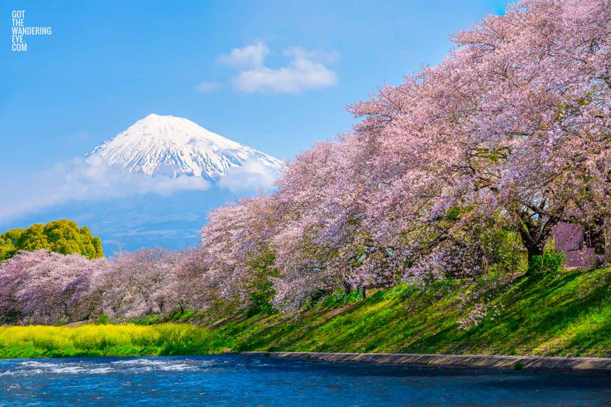Urui River Cherry Blossom. Flowing river with Mt Fuji Scenery during springtime cherry blossom season in Japan.