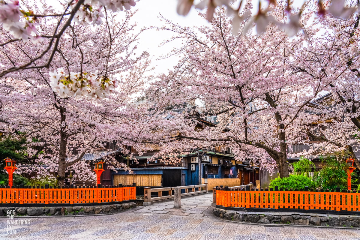 Tatsumi Bridge Kyoto Japan. The bridge from Memoirs of a Geisha during the famous Cherry Blossom Sakura season.