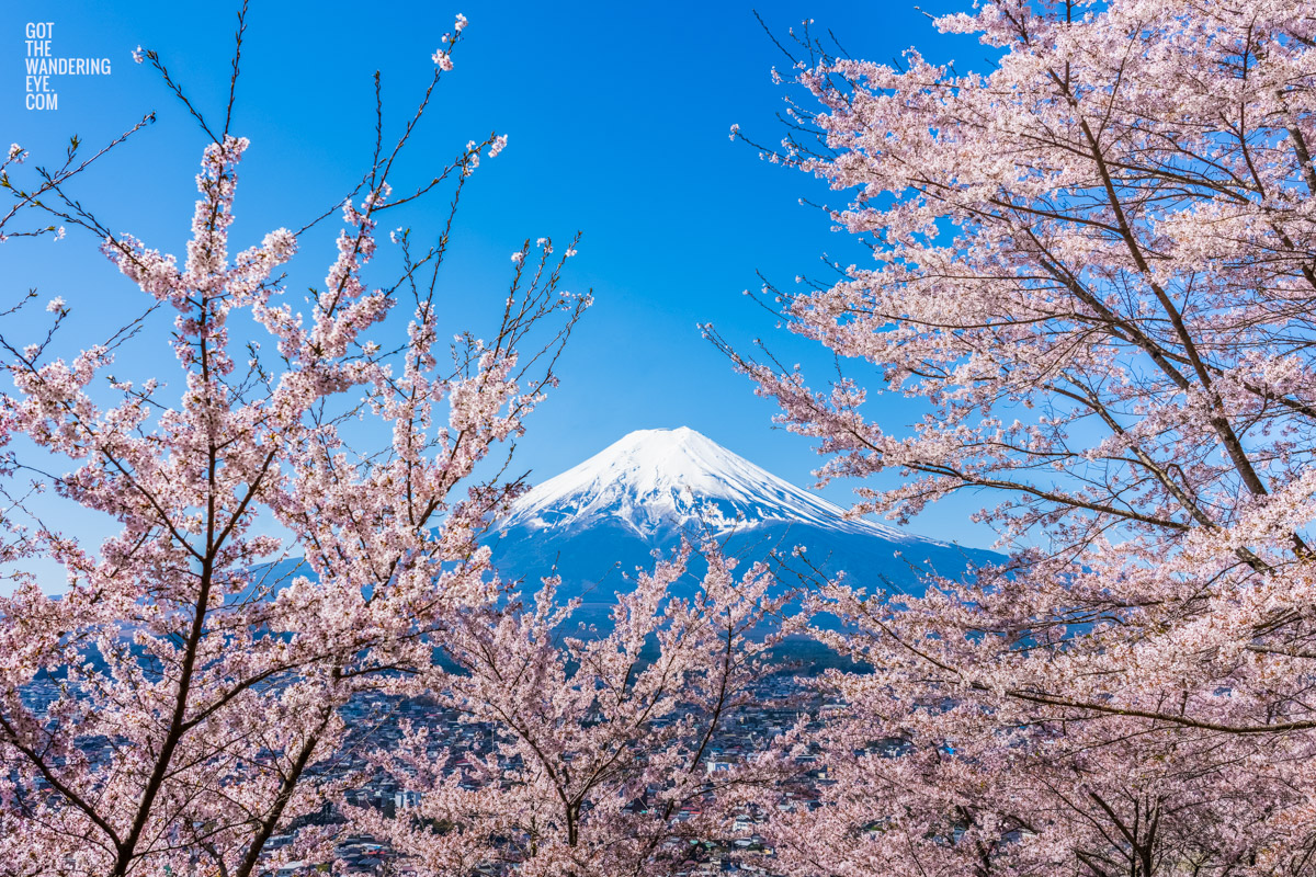 Cherry Blossoms at Mount Fuji Print, on a clear spring day.