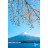 Fuji Kawaguchi Cherry Blossoms. Mount Fuji view from Lake Kawaguchi.