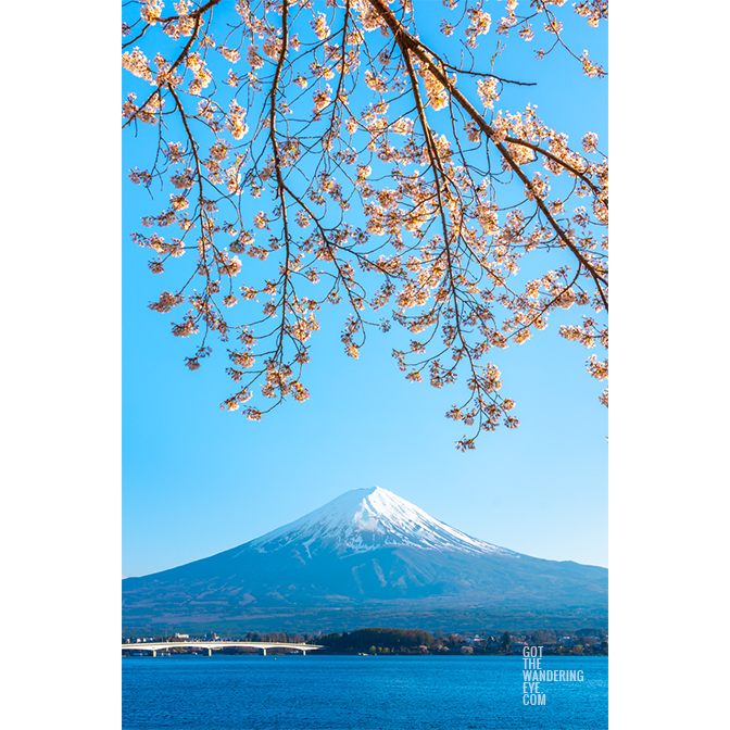 Fuji Kawaguchi Cherry Blossoms. Mount Fuji view from Lake Kawaguchi.